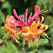 Geißblatt 'Gold Flame' (Lonicera)