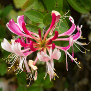Waldgeißblatt 'Serotina' (Lonicera)