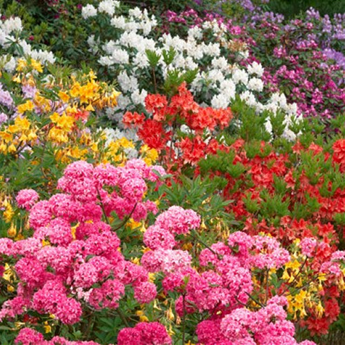 Rhododendron Mix