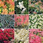 Schattenglöckchen-Mix (Pieris)