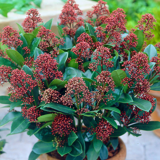 Skimmia 'Rötel'