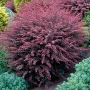 Berberitze 'Rose Glow' (Berberis)