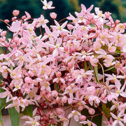 Waldrebe 'Apple Blossom' (Clematis)