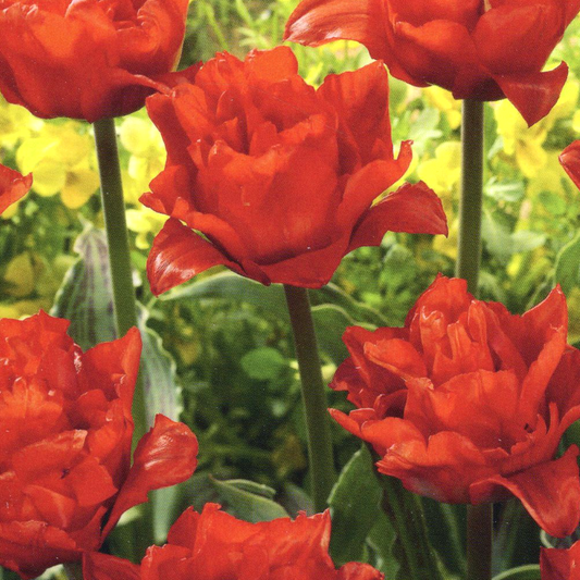 Tulpe 'Double Red Riding Hood'