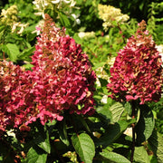 Hortensie 'Wim's Red'