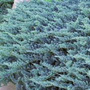 Teppich-Wacholder 'Blue Chip'