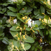 Japanisches Geißblatt 'Hall's Prolific' (Lonicera)
