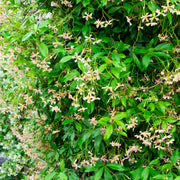 Sternjasmin (Trachelospermum 'Pink Showers')