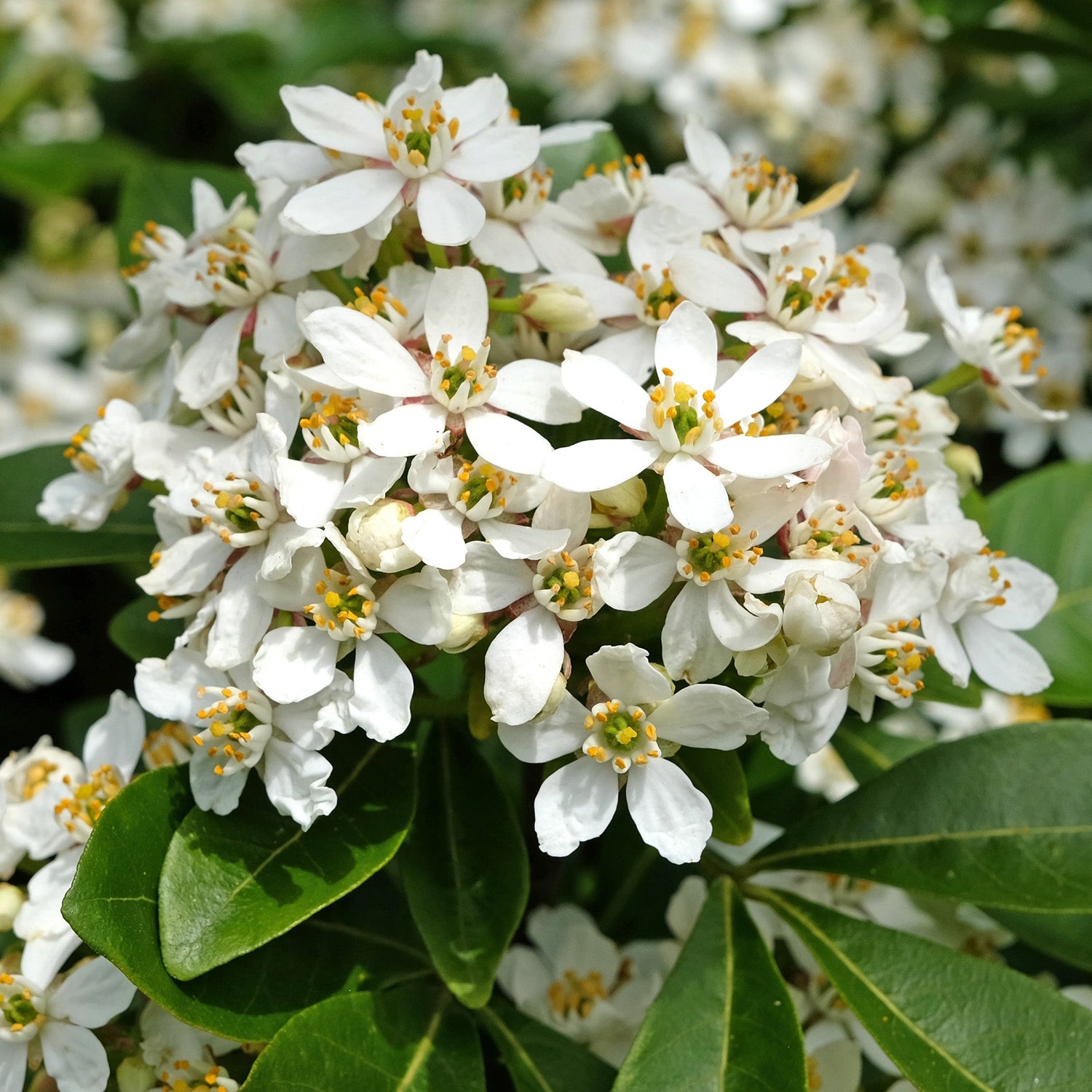 How to Grow Choisya