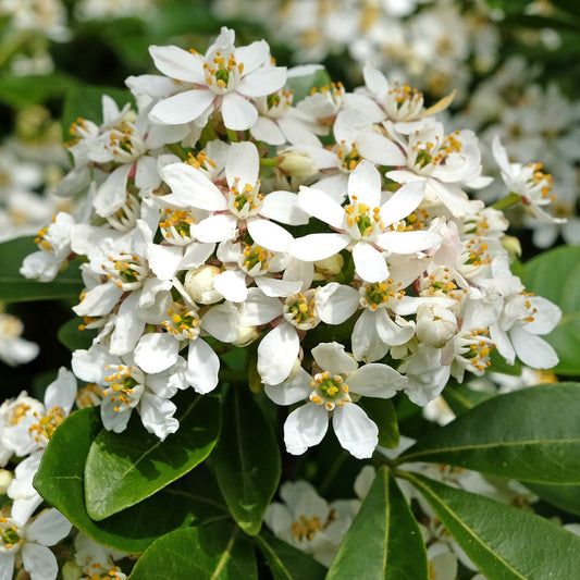 How to Grow Choisya