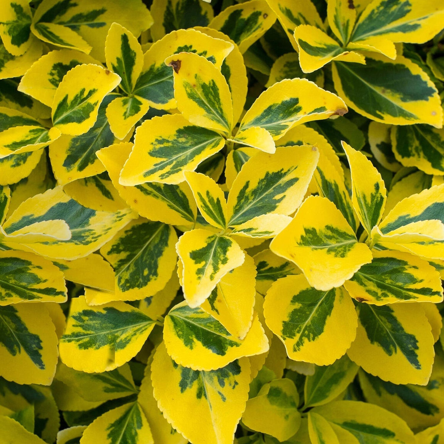 How to Grow Euonymus