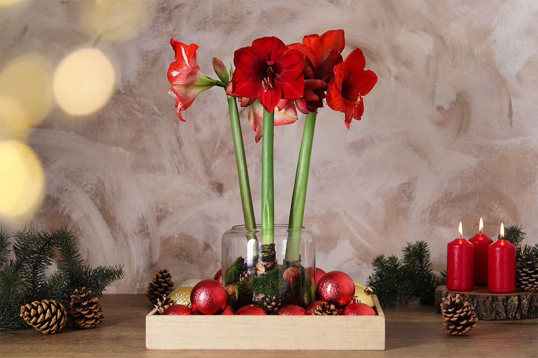 Weihnachtsblüher: Jetzt pflanzen für die Festtage