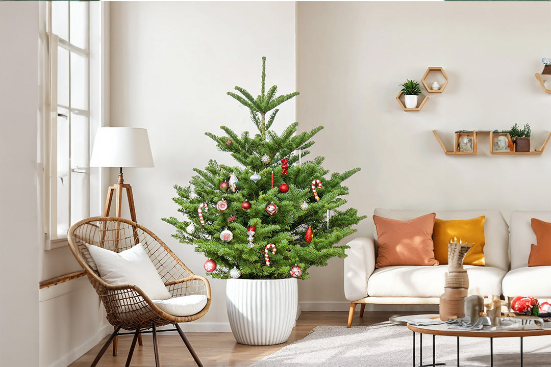Noble fir tree in a white pot with red and white decorations standing in the corner of a light room with modern decor. A wicker chair stands to the left and a low white sofa with orange cushions to the right.