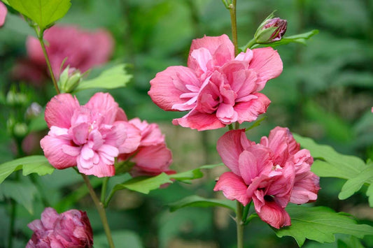 Top 10 English Country Garden Styles