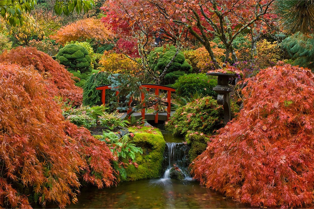 A red bridge crosses a small waterfall, surrounded by autumn-red Acers in the Japanese garden at the Butchart Gardens on Vancouver Island.