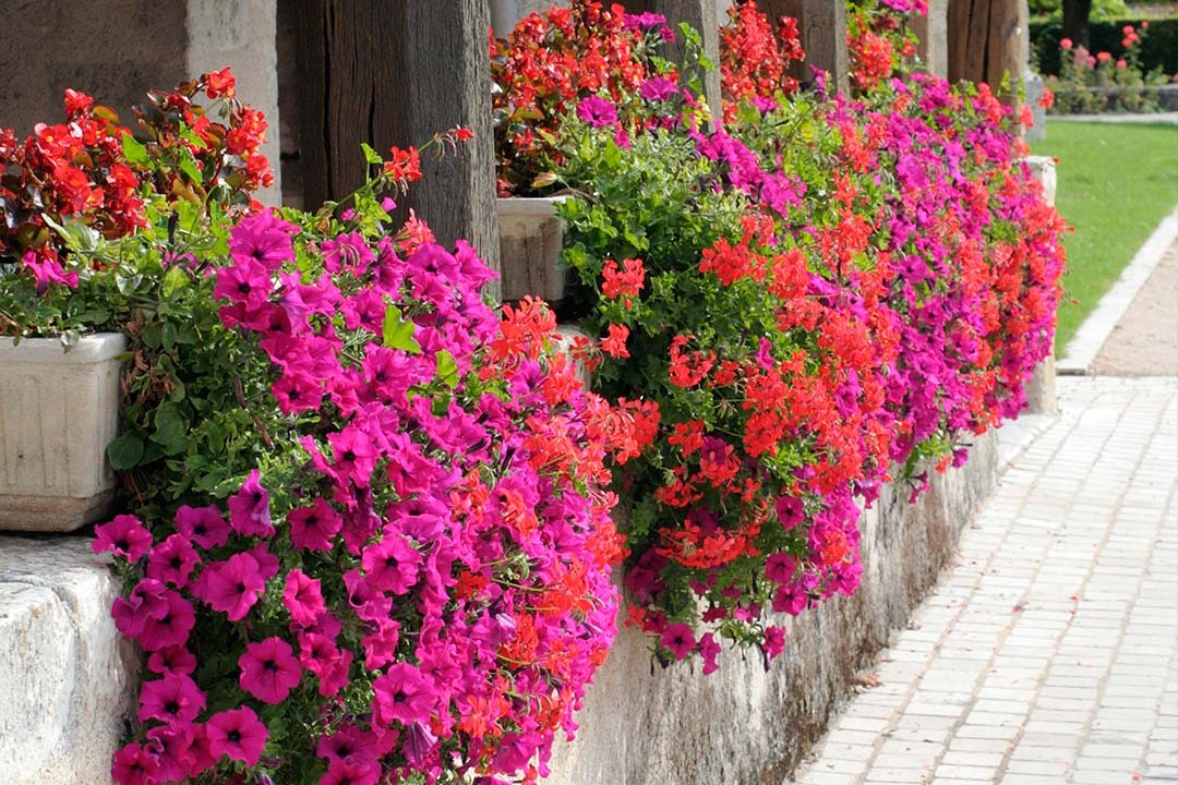 Top 10 French Country Garden Styles