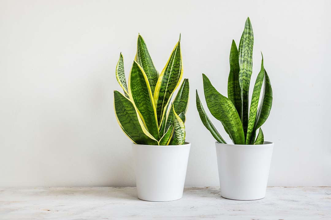 Snake Plant Care