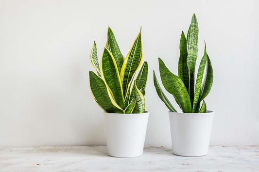 Snake Plant Care