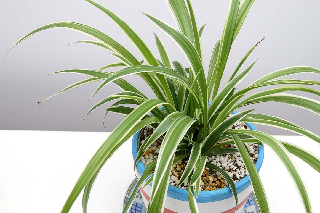 Spider Plant Care
