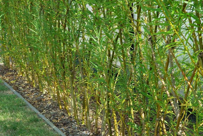 How to plant a Willow Hedge