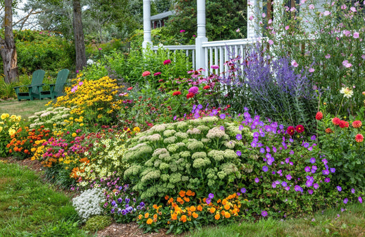 What Evergreen Shrubs Grow Well In Pots