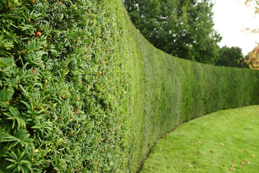 How to Plant Bare Root Hedging