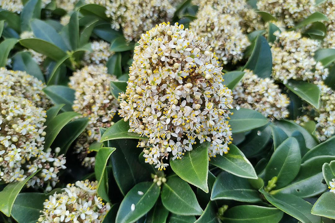 Close up of Skimmia 'Fragrant Cloud'. Panicles of small white flowers stand out from dark green, leathery foliage.