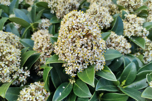 Close up of Skimmia 'Fragrant Cloud'. Panicles of small white flowers stand out from dark green, leathery foliage.