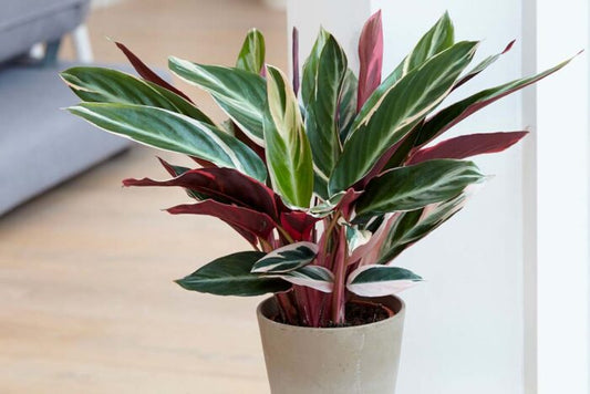 Mother's Day gift guide