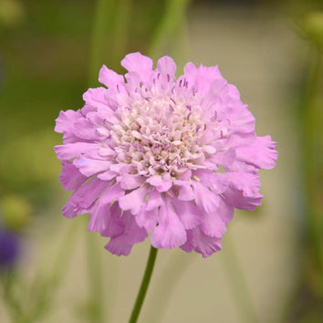 Pink Plants & Flowers