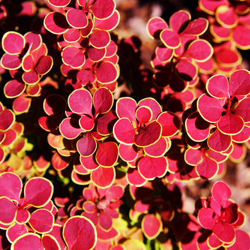 Berberis Plants