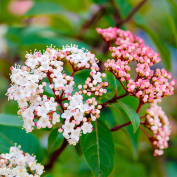 Viburnum Plants