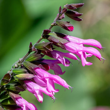 Salvia Plants