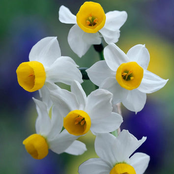Miniature Narcissus Bulbs