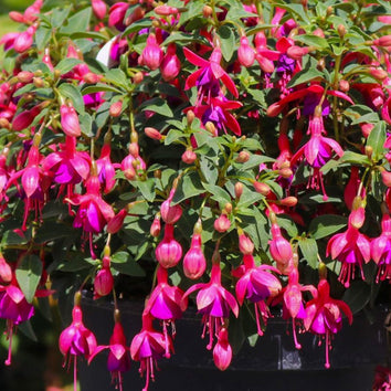 Fuchsia Plants