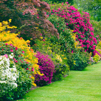 Flowering Hedges