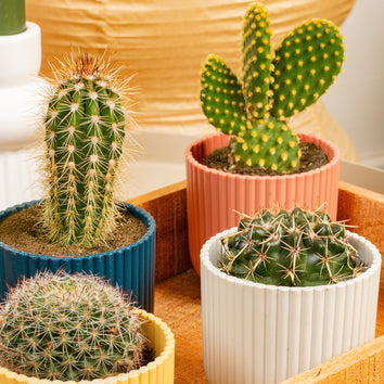 Cacti & Succulents