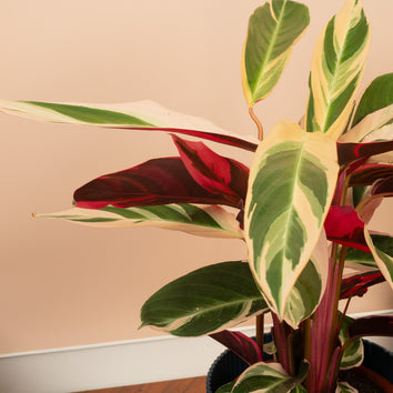 Buy 6 get 15% off House Plants