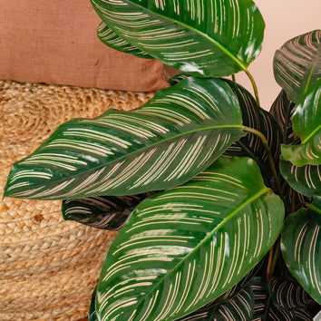 Calathea Plants