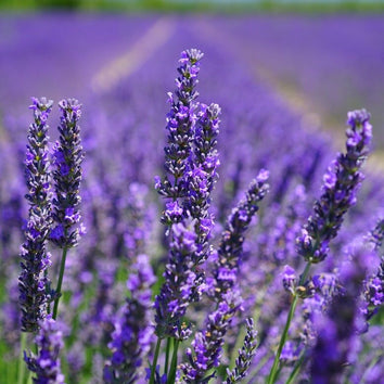 Purple Plants & Flowers