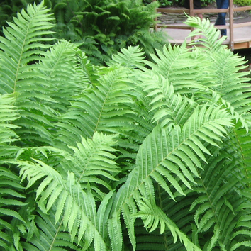 Outdoor Fern Plants