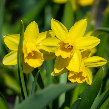 Narcissus Bulbs