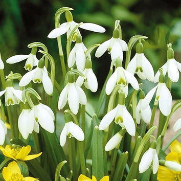 Snowdrop Bulbs