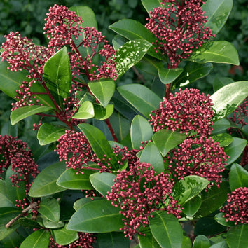 Skimmia Plants
