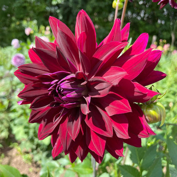 Flower Bulbs and Tubers