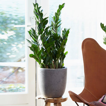 Plants for Living Rooms