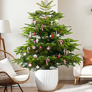 Pot Grown Christmas Trees