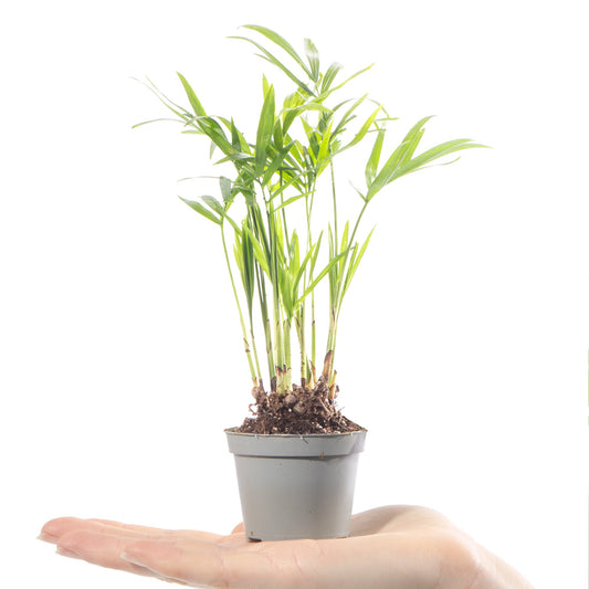 Chamaedorea elegans (Bergpalme)