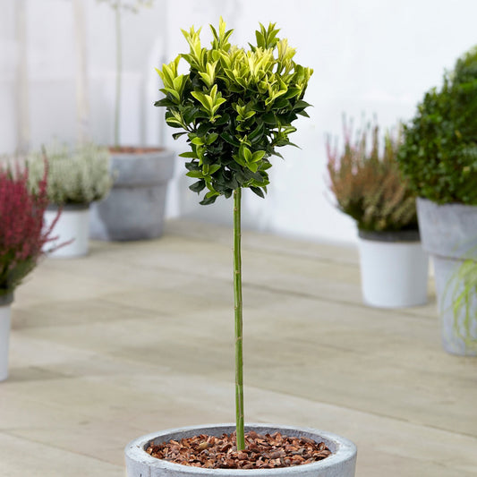 Euonymus 'Paloma Blanca' Terrassenbaum