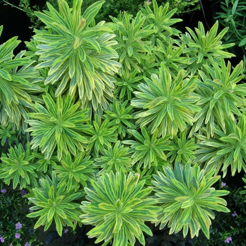Wolfsmilch 'Ascot Rainbow'